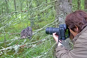 Photographers: Boreal / Tengmalm's Owl two young perched