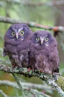 Aegolius: Boreal / Tengmalm's Owl two young perched