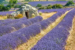 Lavender: Borie on lavender field, Luberon, Dspartement Vaucluse