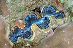 Jemeluk: Boring Giant Clam - Jemeluk Wall dive site, Amed