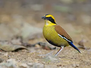 Hydrornis: Bornean Banded Pitta Hydrornis schwaneri Sabah
