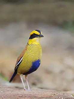 Malaysia: Bornean Banded Pitta Hydrornis schwaneri Sabah