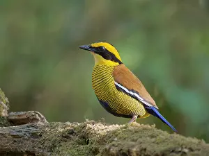 Malaysia: Bornean Banded Pitta Hydrornis schwaneri Sabah