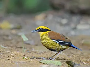 Malaysia: Bornean Banded Pitta Hydrornis schwaneri Sabah