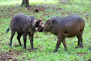 Agressive: Bornean Bearded Pig males fighting