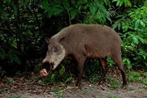 Shade: Bornean bearded pig (Sus barbatus) female, Tanju