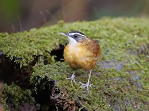 Babbler: Bornean Black Capped Babbler Pellorneum capistra