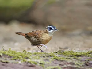 Babbler: Bornean Black Capped Babbler Pellorneum capistra