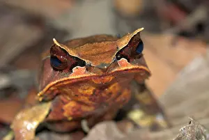 Megophrys: Bornean Horned Frog