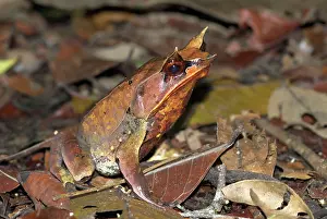 Megophrys: Bornean Horned Frog