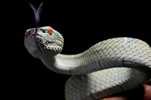 Viperidae: Bornean keeled Pit Viper (Tropidolaemus subannulatus)