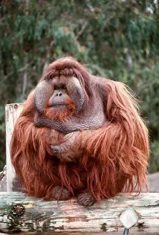 Utan: BORNEAN ORANG-UTAN