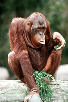 Utan: BORNEAN ORANG-UTAN