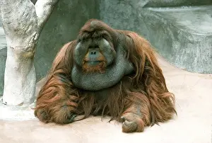 Ugly: BORNEAN ORANG-UTAN