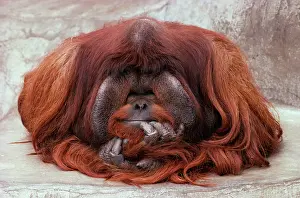Size: Bornean ORANG-UTAN - Adult male in zoo