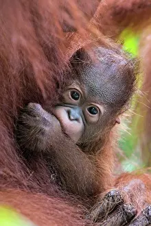 Arms: Bornean Orang utan. baby in mother's arms - Malaysia