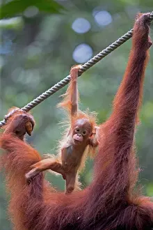 Sarawak: Bornean Orangutan