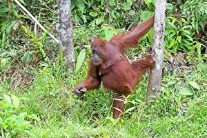 Sarawak: Bornean Orangutan