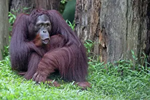 Wildlfe: Bornean Orangutan
