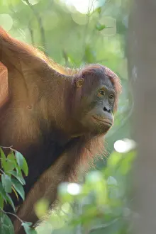 Putting: Bornean Orangutan