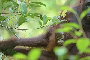 Putting: Bornean Orangutan