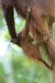 Putting: Bornean Orangutan