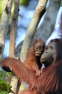 Putting: Bornean Orangutan