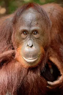Putting: Bornean Orangutan