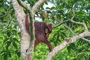 Pongo: BORNEAN ORANGUTAN