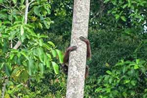 Pongo: BORNEAN ORANGUTAN