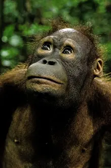 Orangutans: Bornean Orangutan adult female portrait