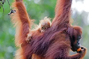 Sarawak: Bornean Orangutan - adult female and young