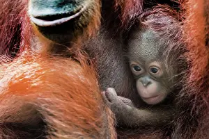 Wildlfe: Bornean Orangutan baby and mother