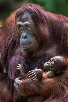 Arms: Bornean Orangutan. baby in mother's arms - Malaysia