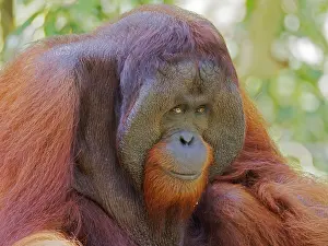 Malaysia: Bornean Orangutan dominant male Pongo pygmaeus
