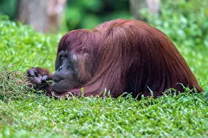 Orangutans: Bornean Orangutan. eating grass - Malaysia