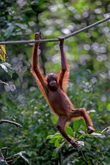 Swinging: Bornean Orangutan at the feeding station hanging from rope