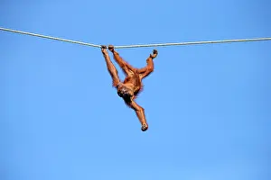 Sarawak: Bornean Orangutan - at the feeding station hanging from rope