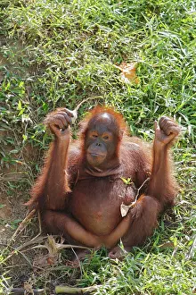 Viewed: Bornean Orangutan (Pongo pygmaeus), Samboja Lestari