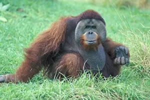 Found: Bornean Orangutan (Pongo pygmaeus), adult, portrait