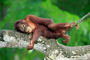 Orangutan: Bornean orangutan (Pongo pygmaeus), half-grown young