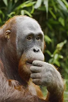 Pongo: Bornean orangutan (Pongo pygmaeus), captive, occurring