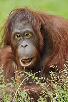 Malaysia: Bornean orangutan (Pongo pygmaeus), captive, occurring