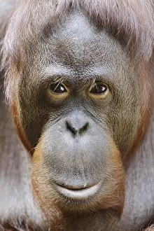 Malaysia: Bornean orangutan (Pongo pygmaeus)