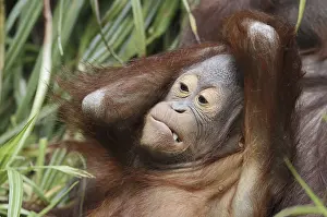 Malaysia: Bornean orangutan (Pongo pygmaeus)
