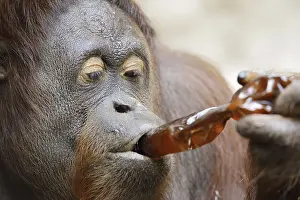 Malaysia: Bornean orangutan (Pongo pygmaeus)