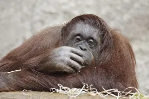 Malaysia: Bornean orangutan (Pongo pygmaeus)