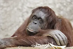 Malaysia: Bornean orangutan (Pongo pygmaeus)
