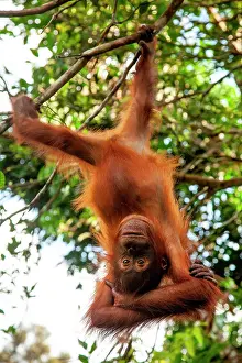 Hanging: Bornean orangutan (Pongo pygmaeus) juvenile play
