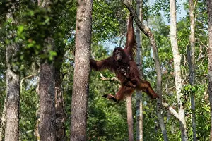 Pongo: Bornean orangutan (Pongo pygmaeus), mother with